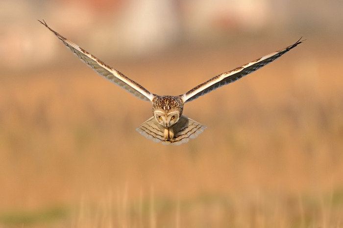 22.jpg - Velduil (Short-eared Owl, Asio Flammeus). Uitkerkse polders. 2/02/2008. Copyright: Joris Everaert. Nikon D300, Sigma APO 500mm f4.5 EX DG HSM